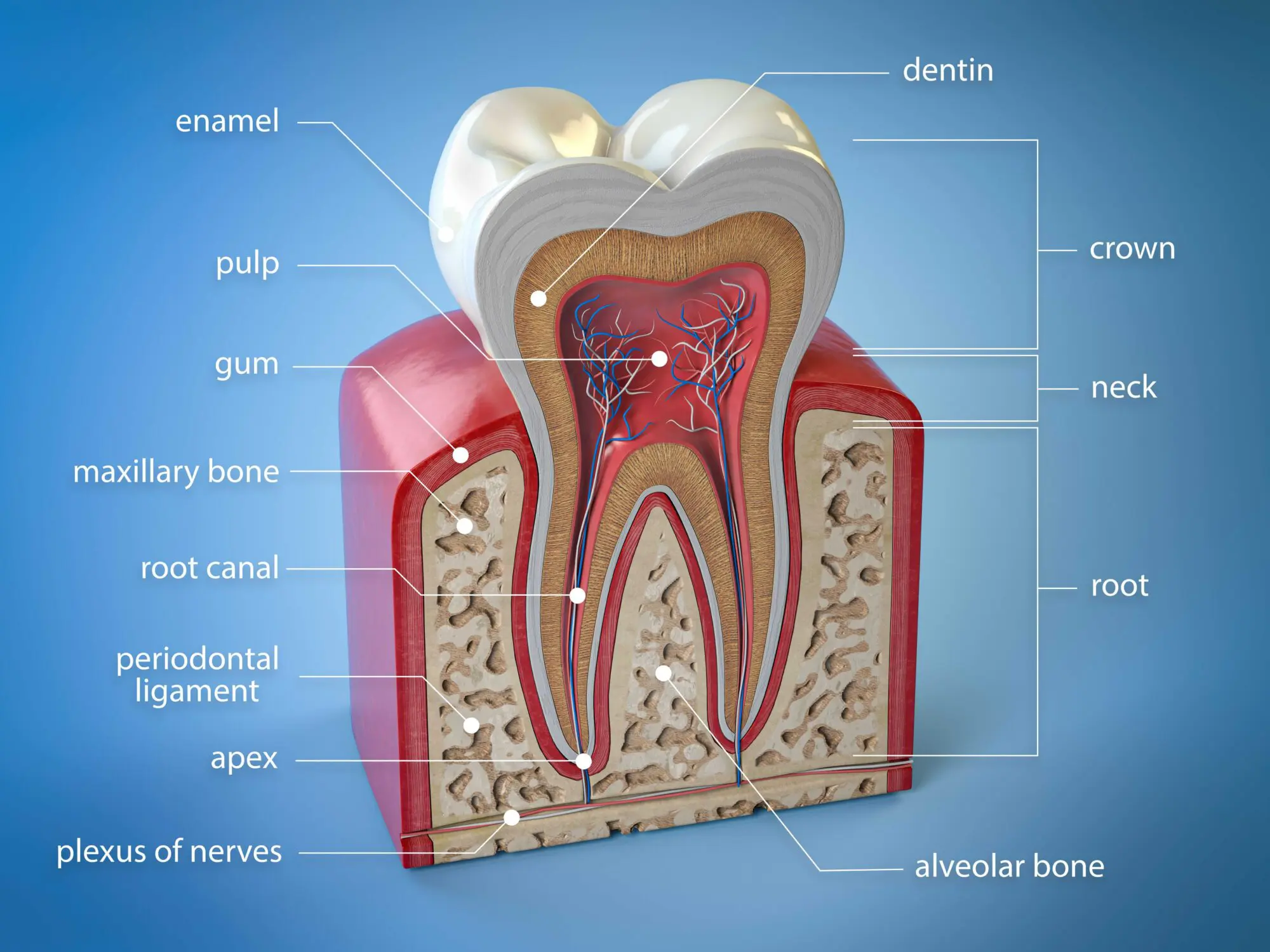 Limestone Hills Orthodontics